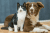 dogs and cats.png